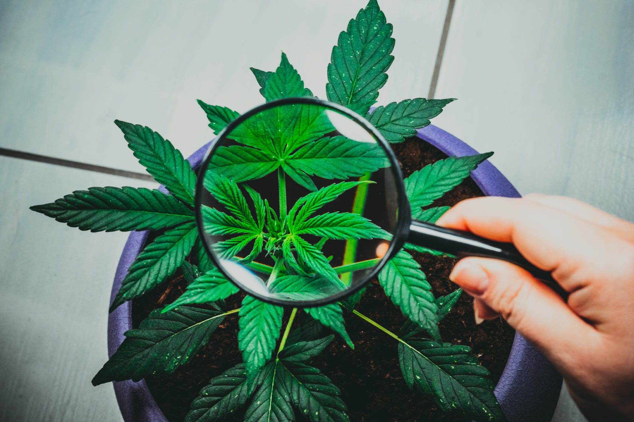 Investire sulla cannabis conviene?